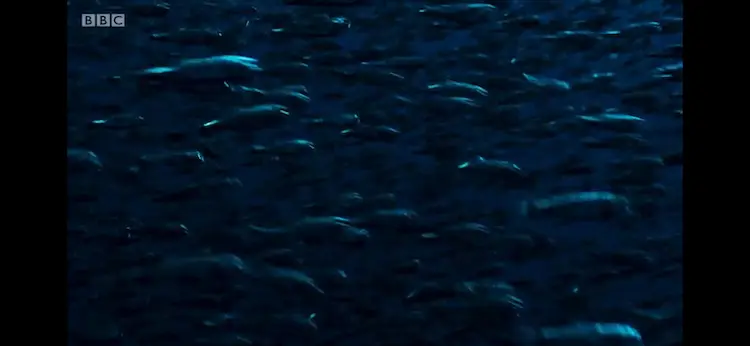 Lanternfish sp. () as shown in Blue Planet II - The Deep